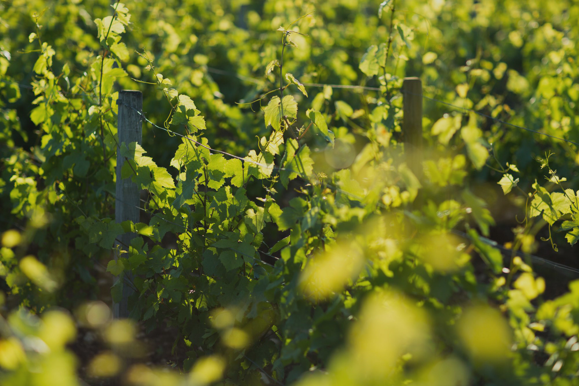 Au cœur de la Bourgogne